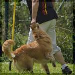 060_hundesport