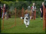 087_hundesport